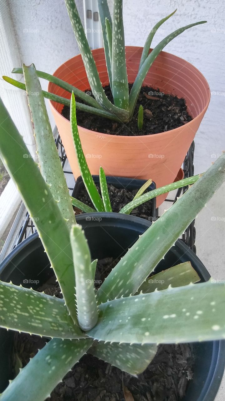The Aloe Plants