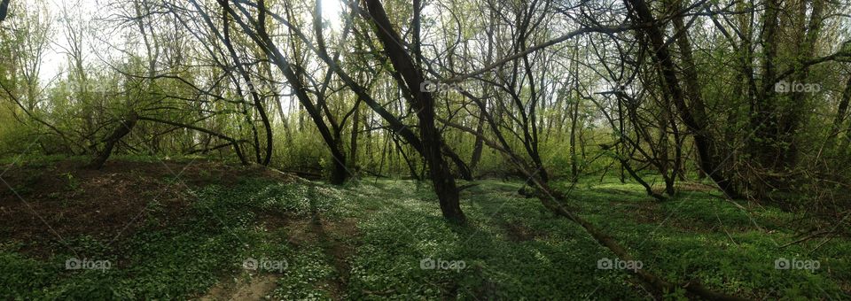 Green Warsaw 