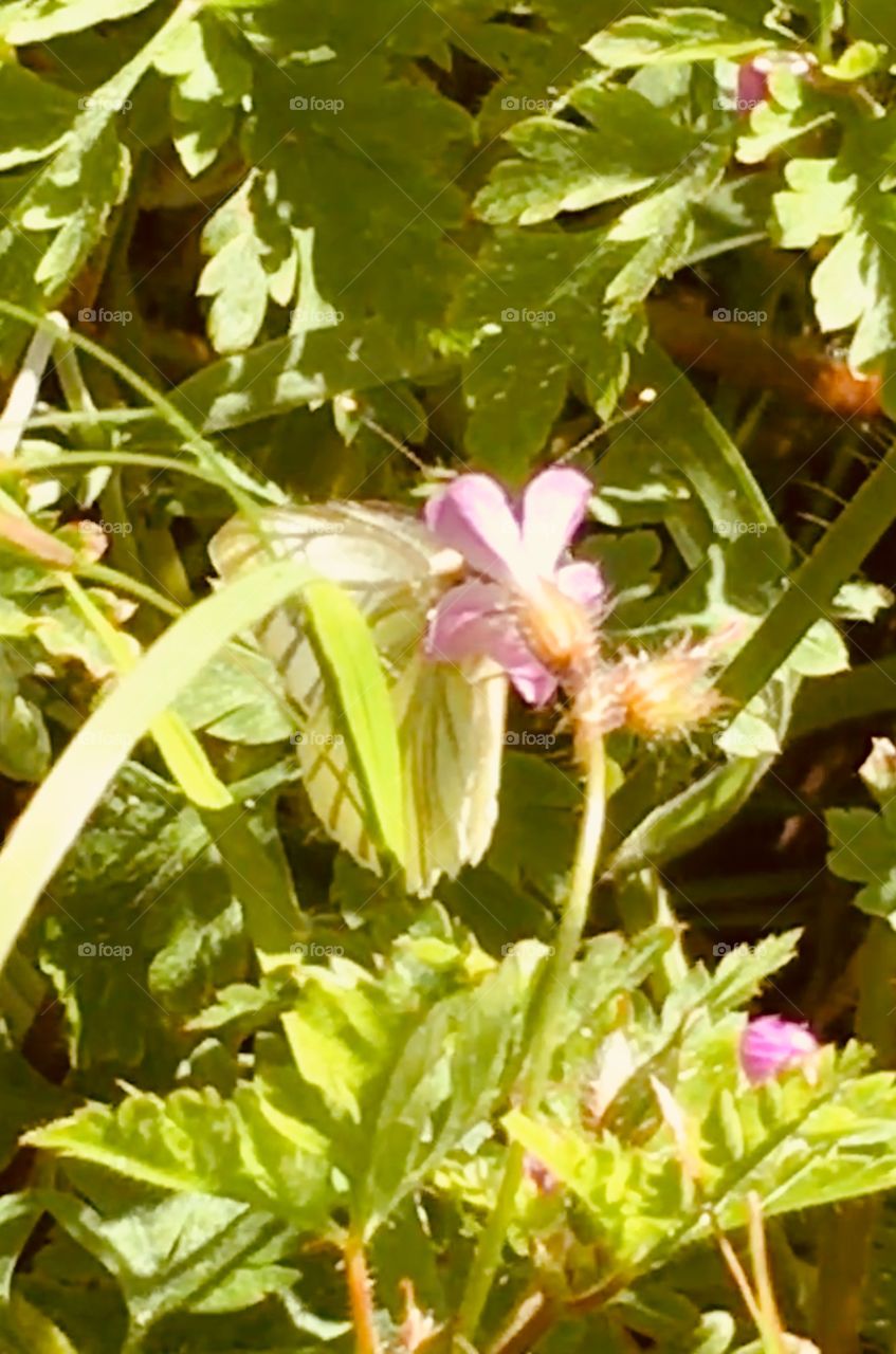 Green-veined white butterfly, sat feeding on a Herb-Robert cranesbill geranium pink flower