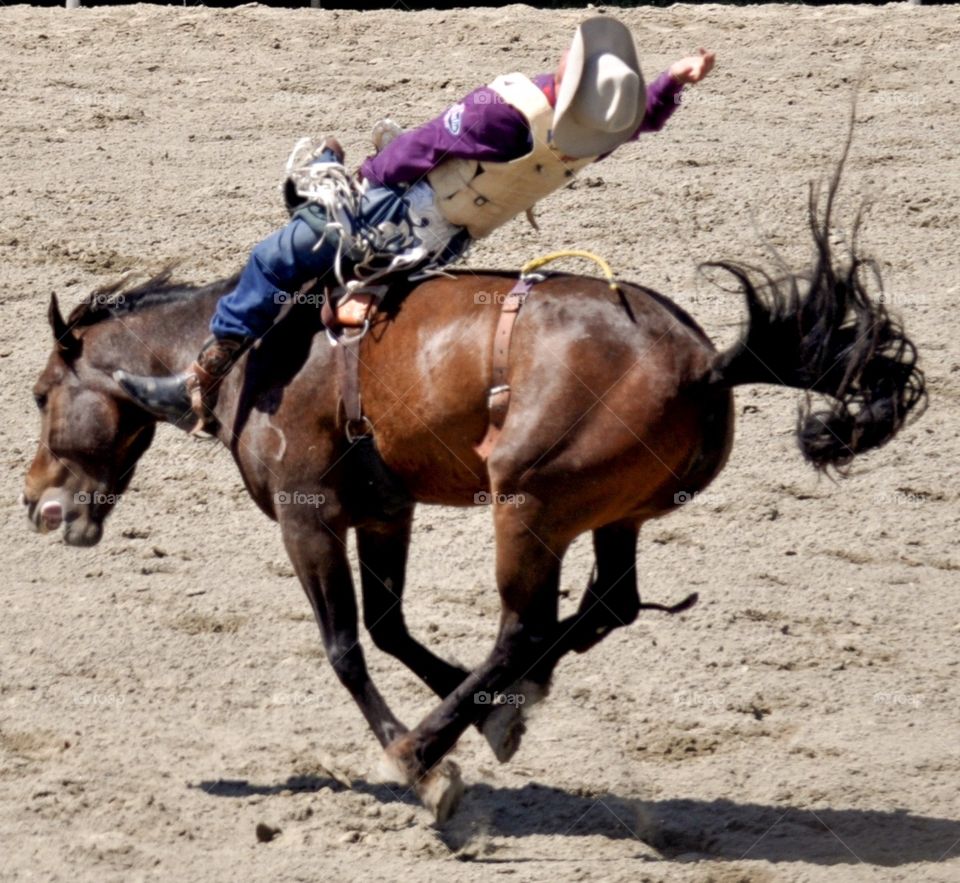 Riding broncs at the rodeo