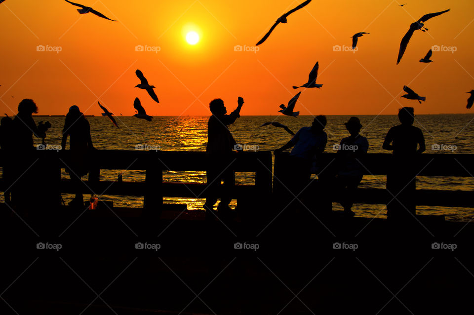 Relax in evening with seagulls