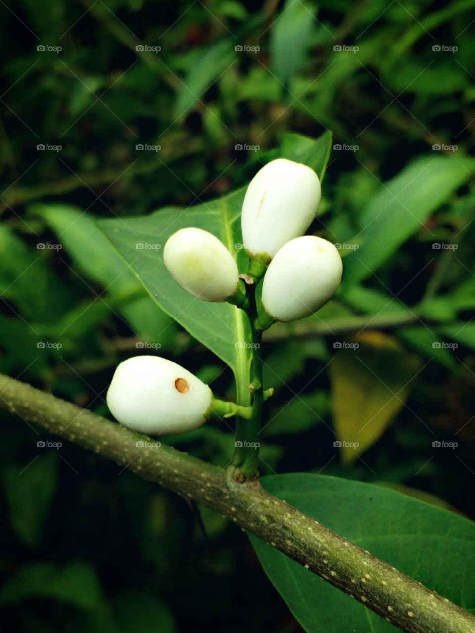 white flower bud