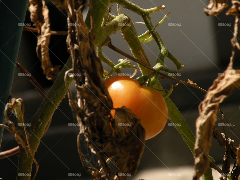 Tomato Fruit Vase