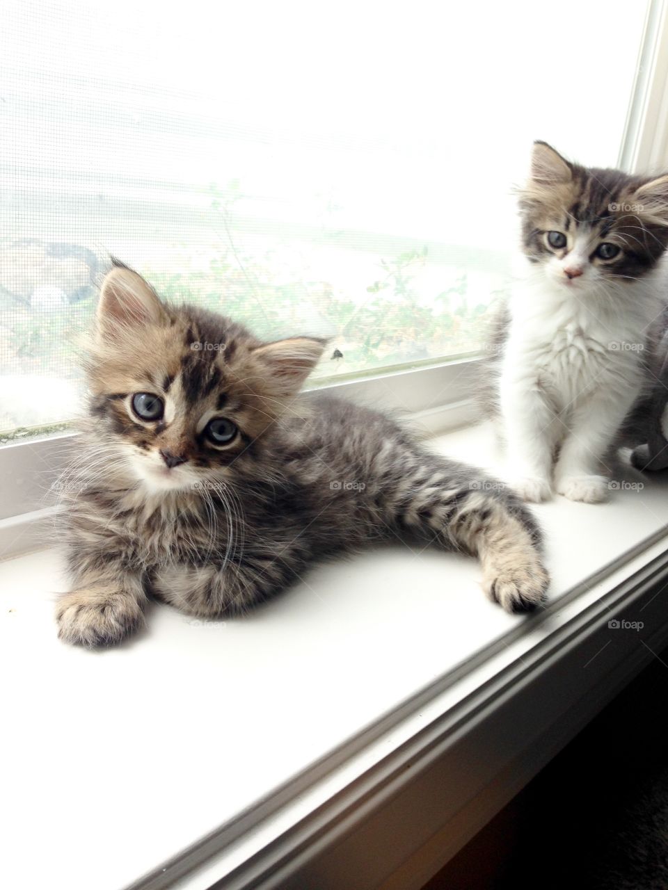 Baby kitties 