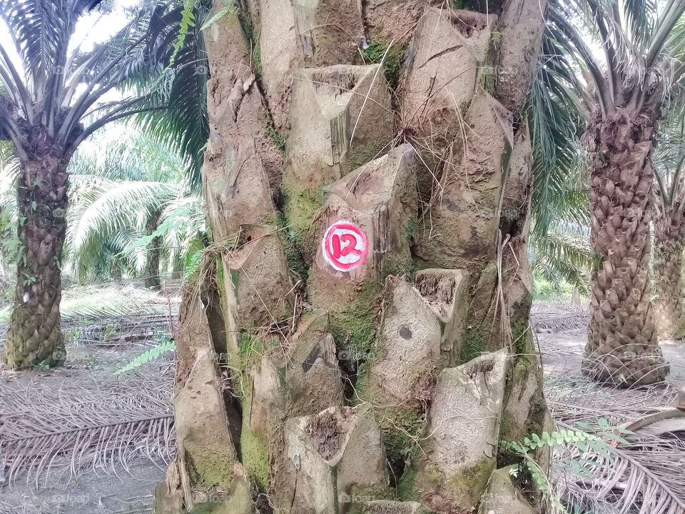 oil palm principal numbering in plantation palm oil