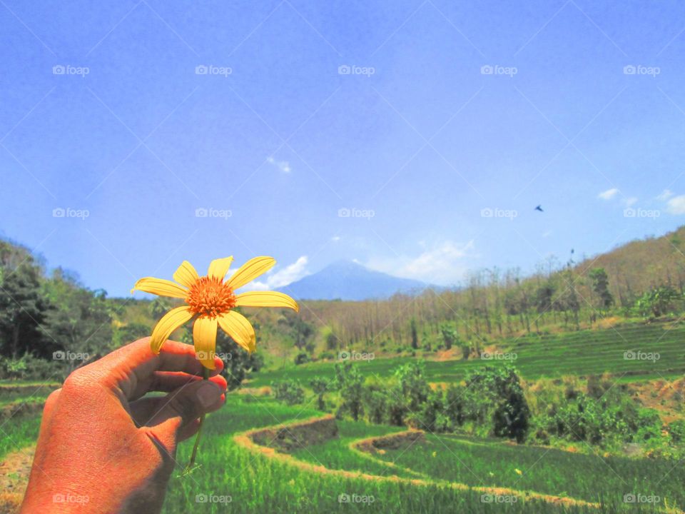 Beautifull sunflower