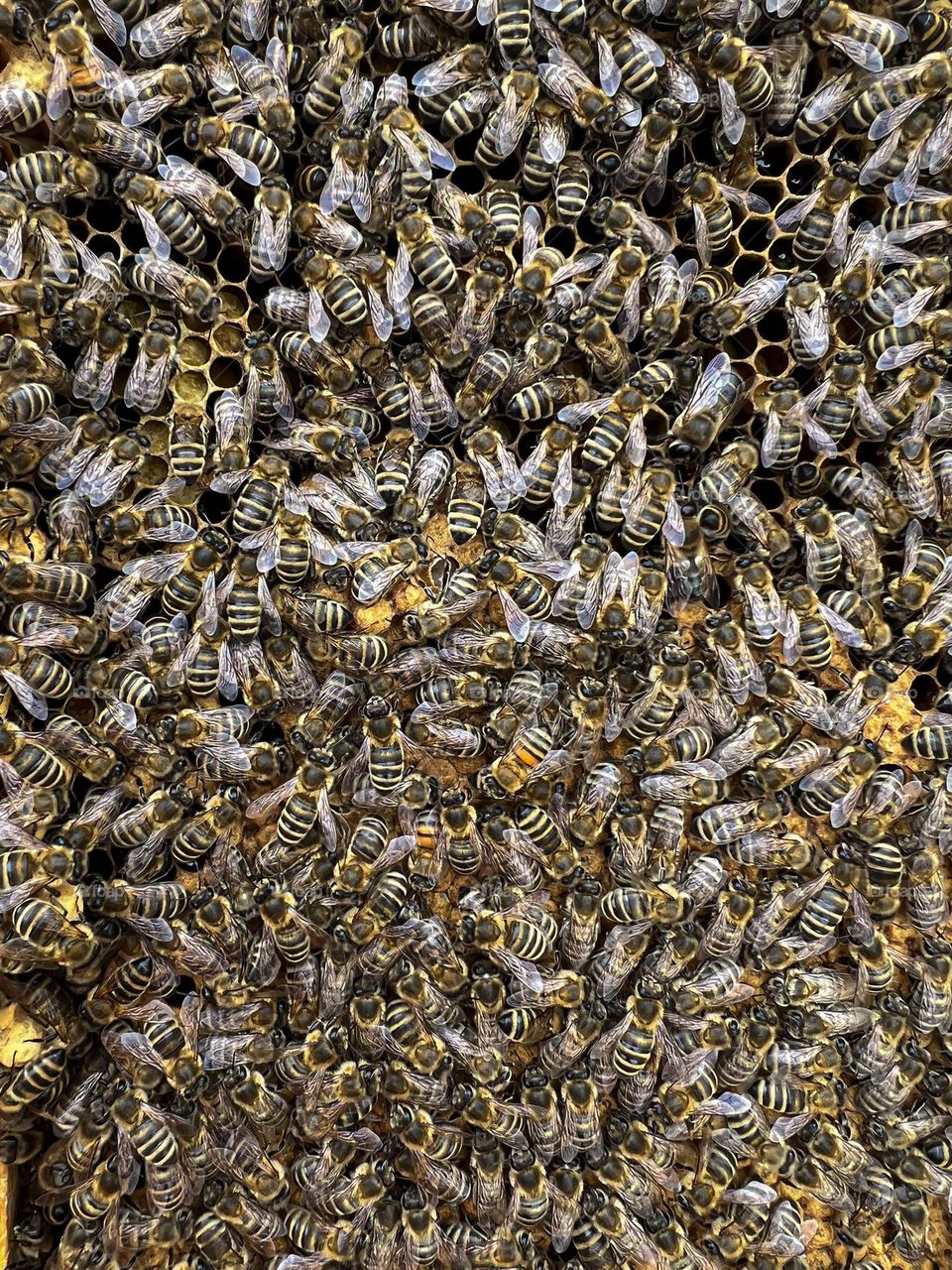 Bee