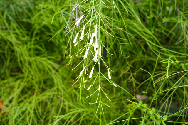 Plant portraits 