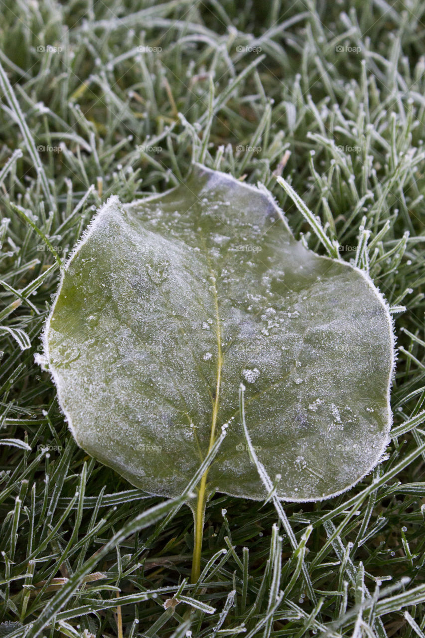 Water drops on green leaf