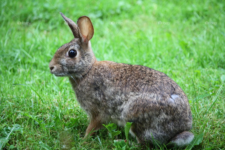 Young rabbit