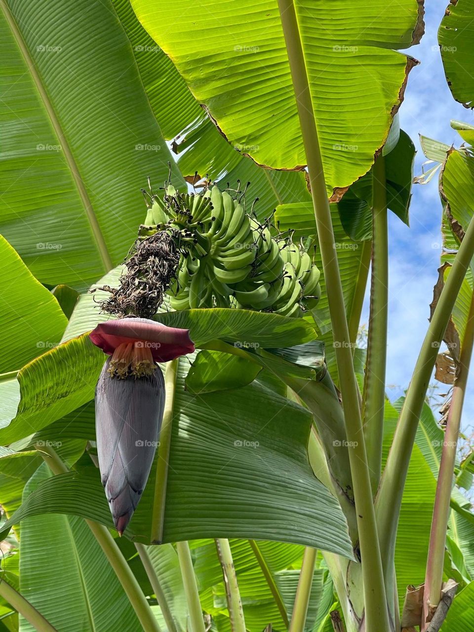 Bananas flower