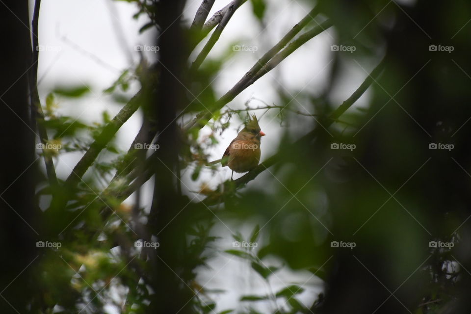 cardinal through the brush