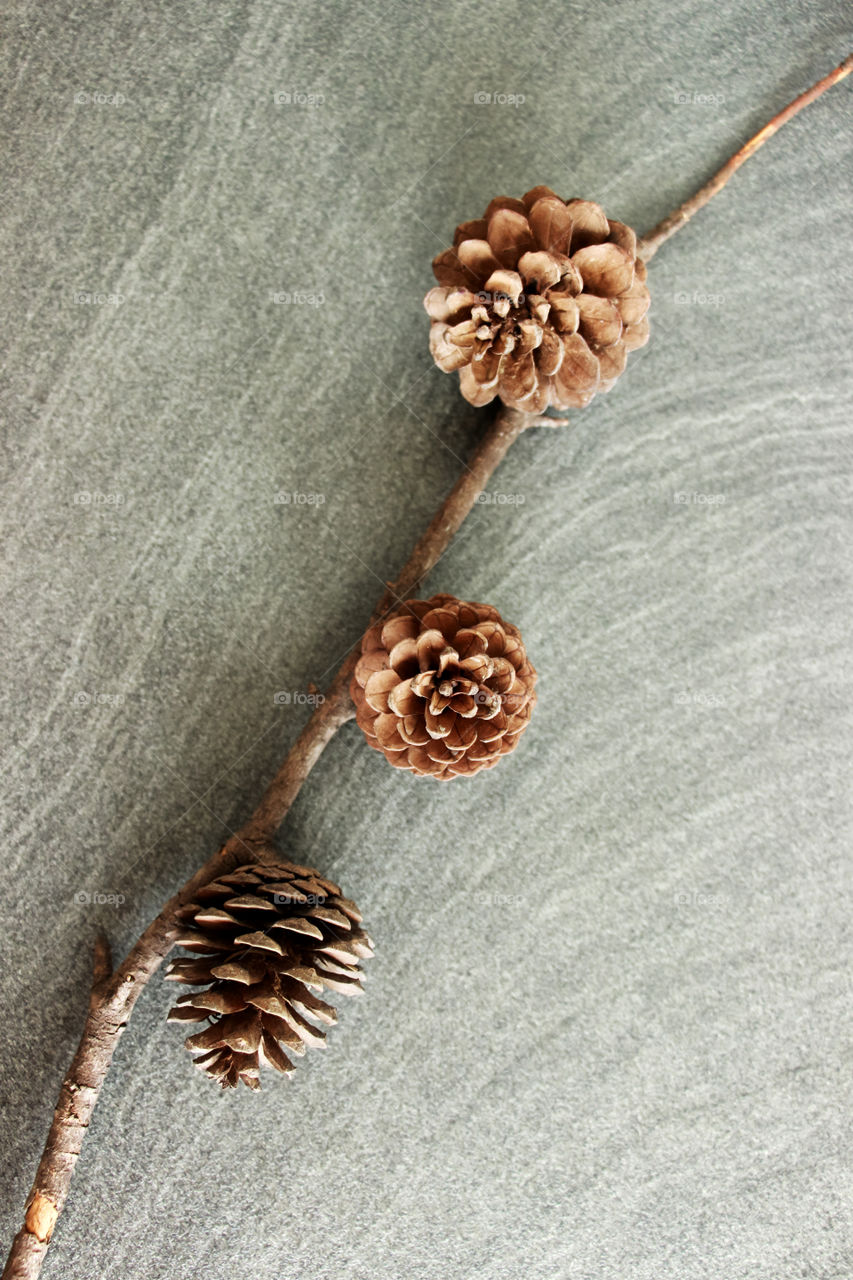 Three pine cones