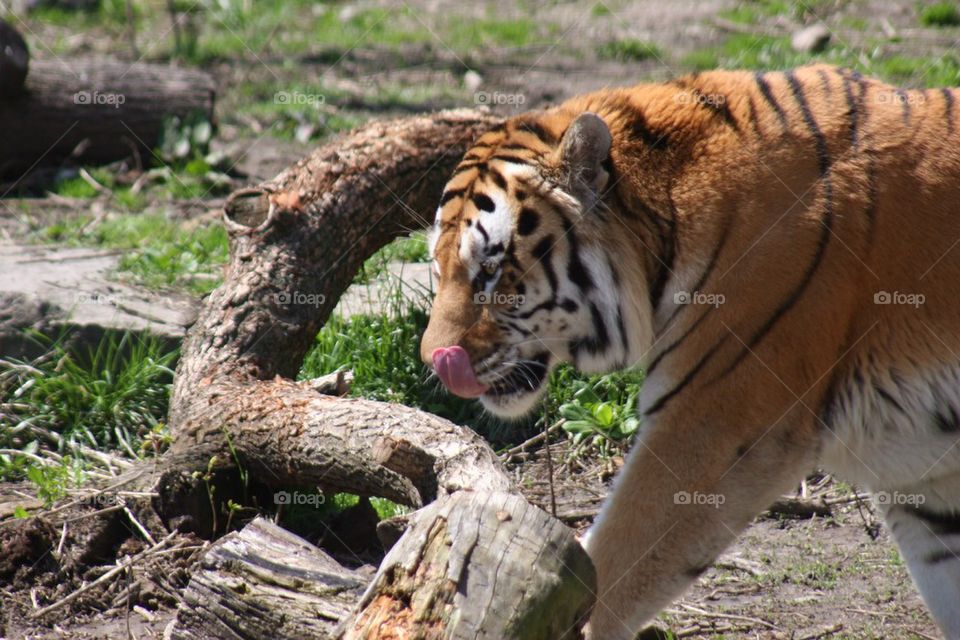 Tiger standing in forest