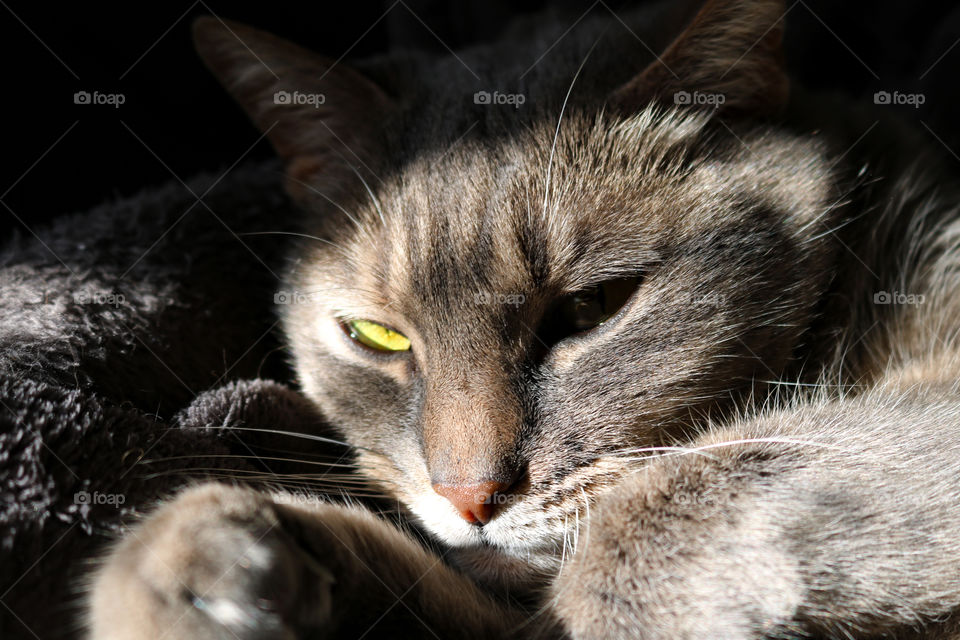 A tabby cat napping in the sun