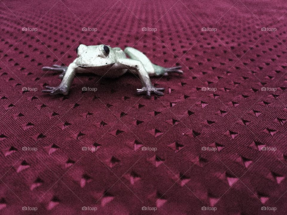 Froggy . Frog ready to pounce on tablecloth