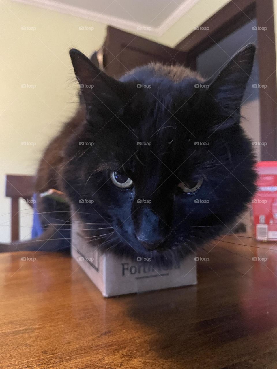 Annoyed looking black cat in a box