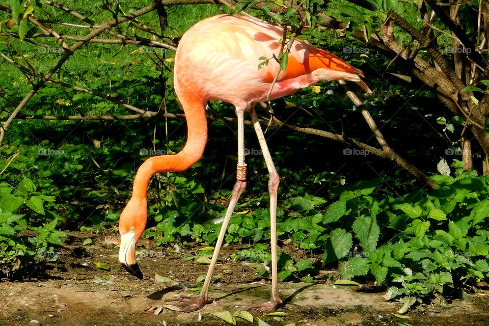 Flamingo