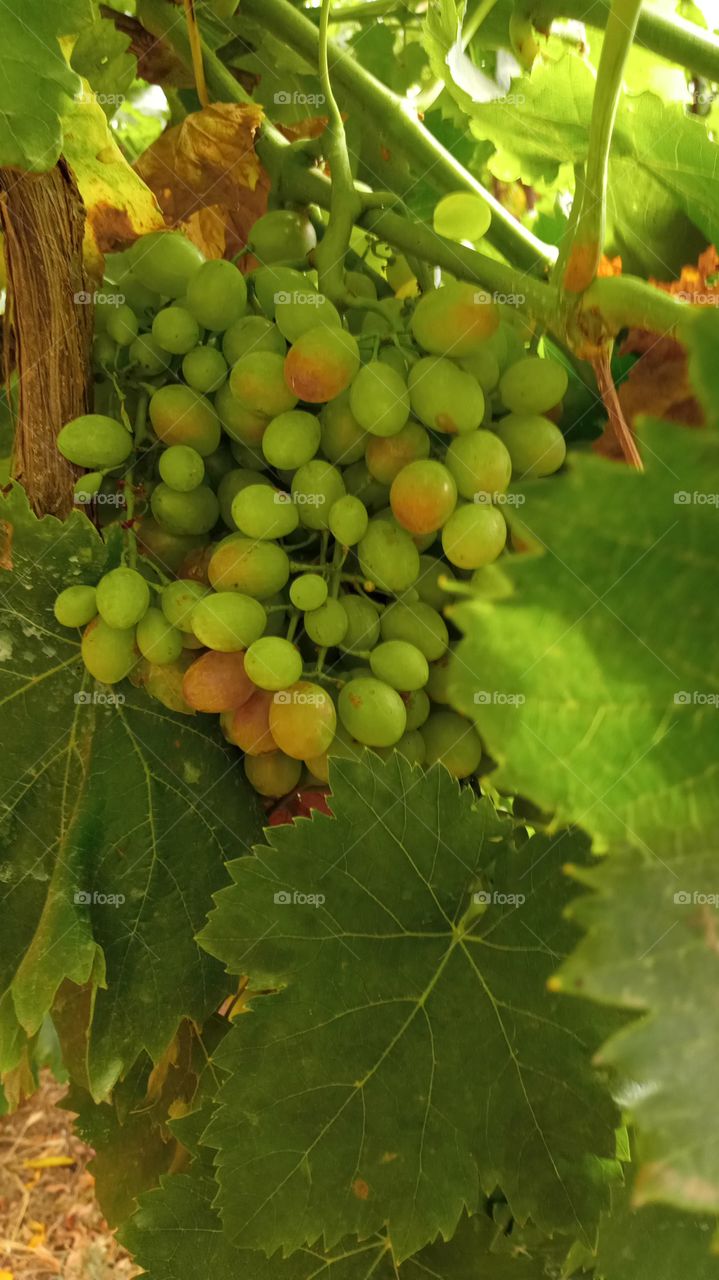 grapes