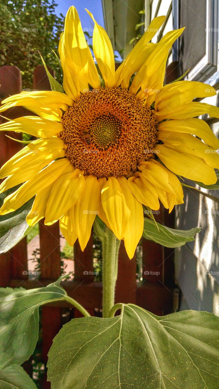 Amazingly beautiful, this giant, bright yellow flower shines in the summertime sun.