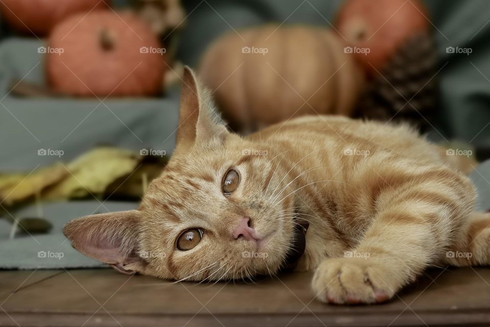 A ginger cat laying on a table with pumpkins and leaves 