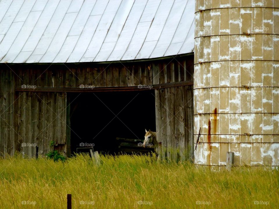 Michigan horse in barn