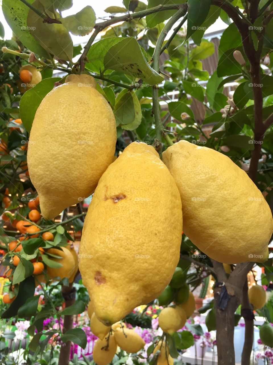 Lemons on a lemon tree