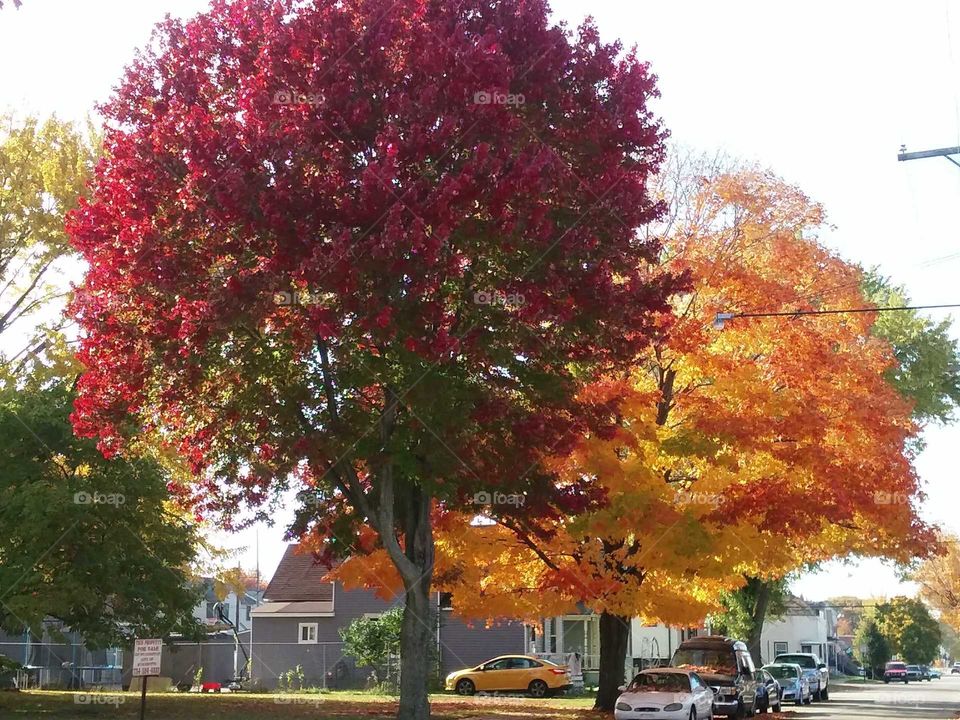 Fall foilage of maple trees in Wyandotte Michigan