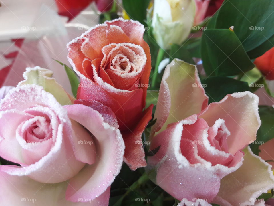 Frosted Roses