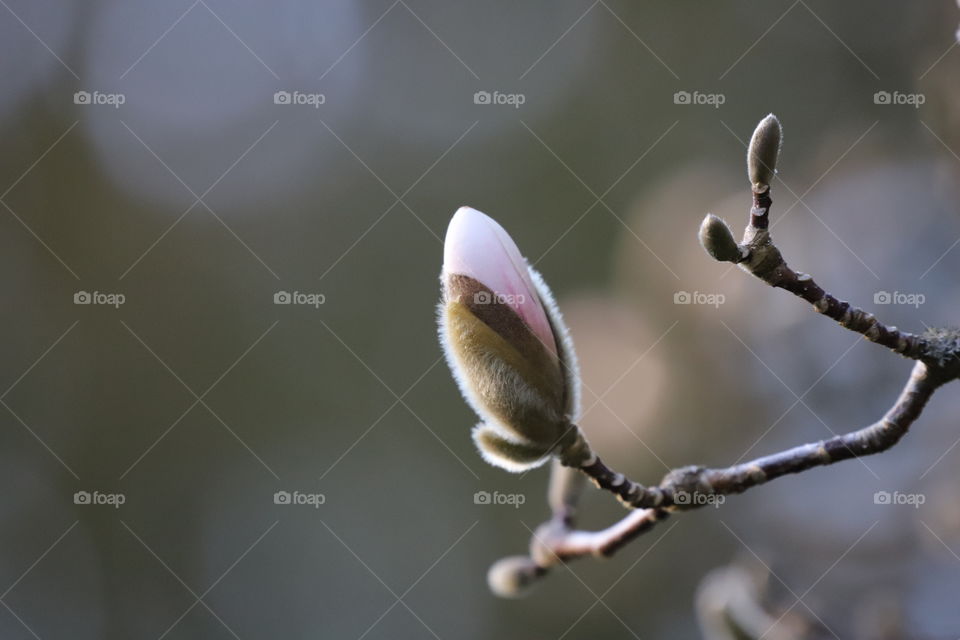 Magnolia with buds in early spring 