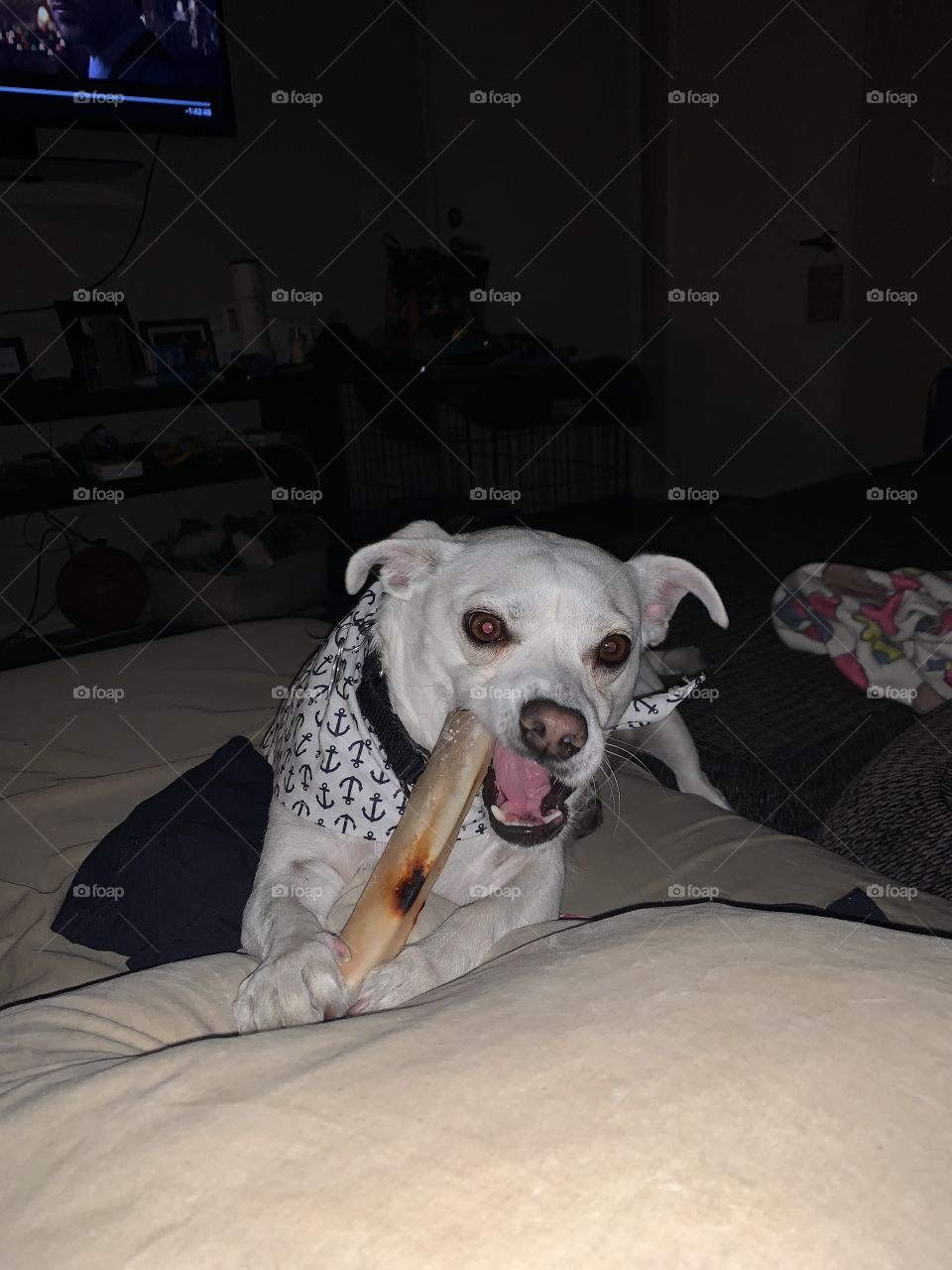 Sailor enjoying bone