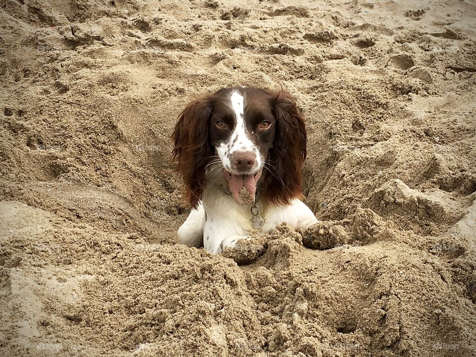 Springer spaniel in a hole on the beach
