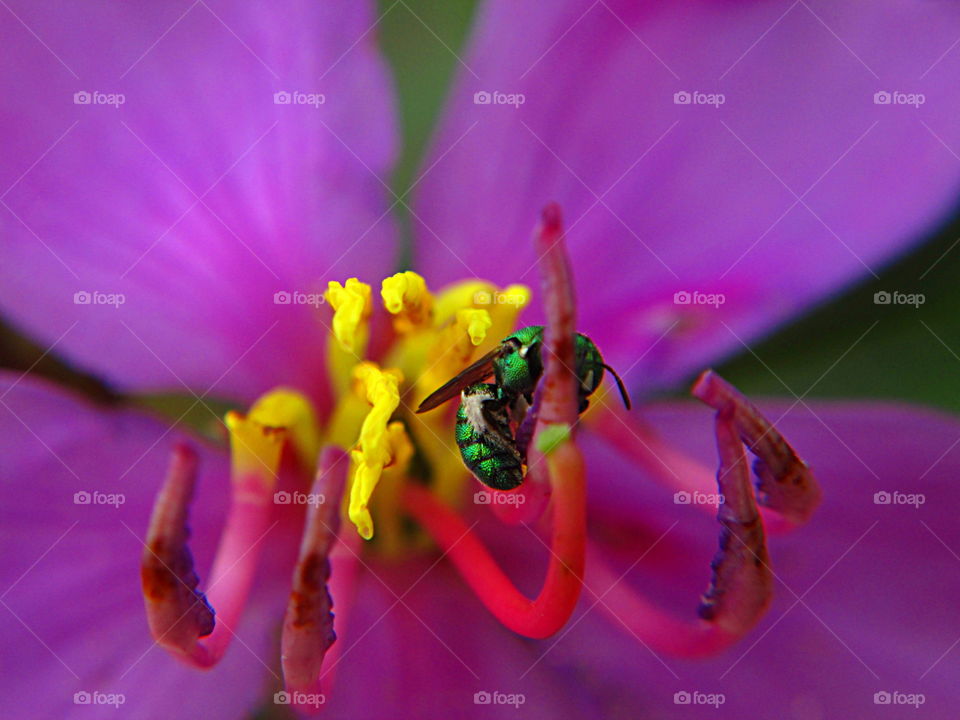 busy day. macro shot of a busy bee at blooming flower