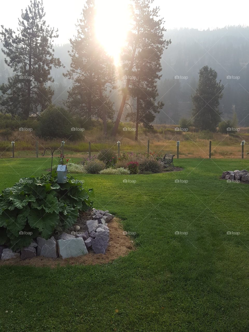 morning sun burns through the fog to illuminate the grass and gardens between the trees,  beautiful Montana sunset morning