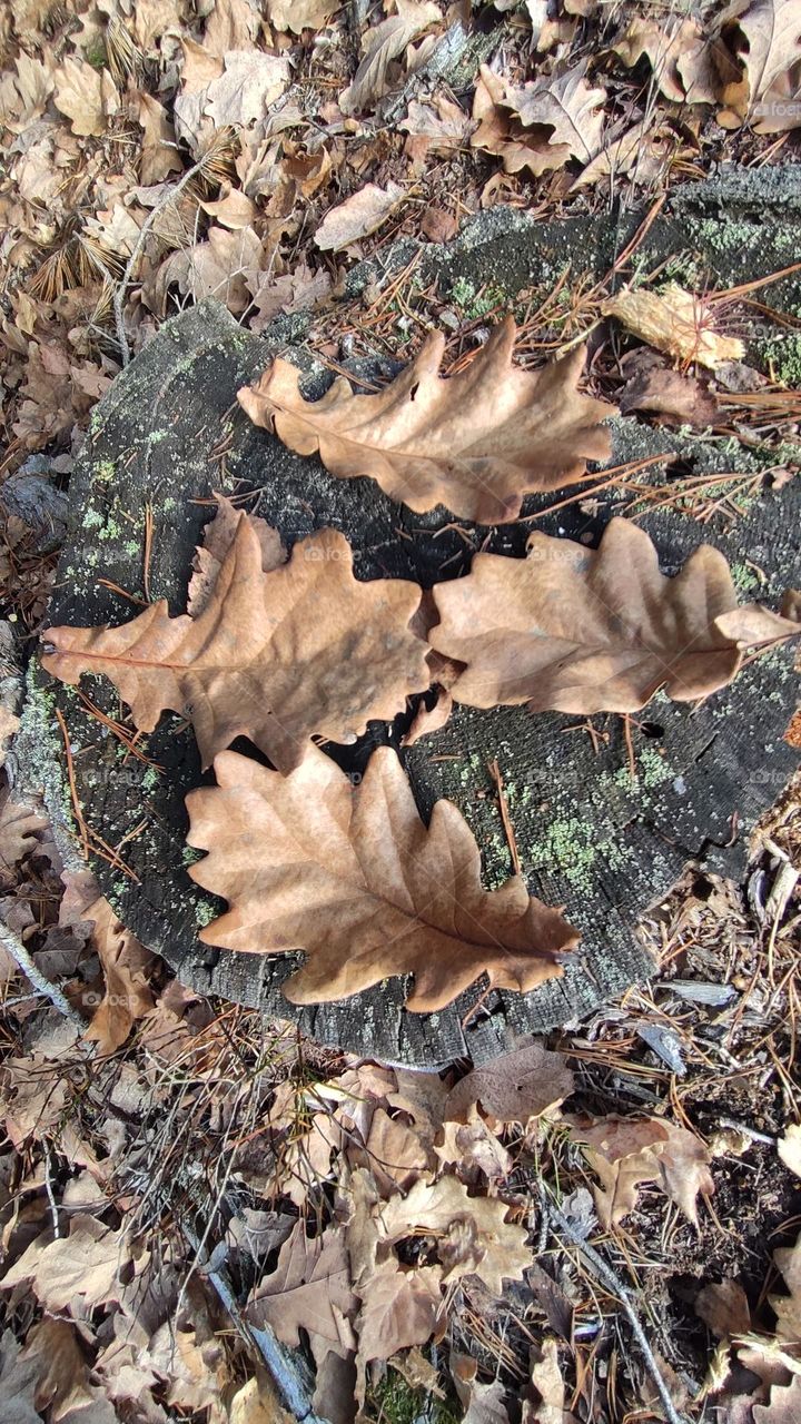 Four oak leaves