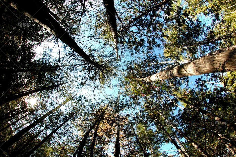 Trees. A skyward shot of trees