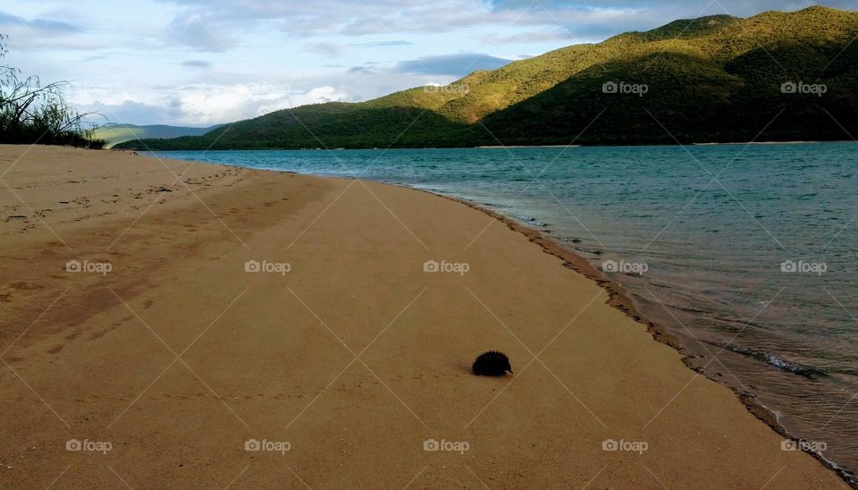 Beach echidna