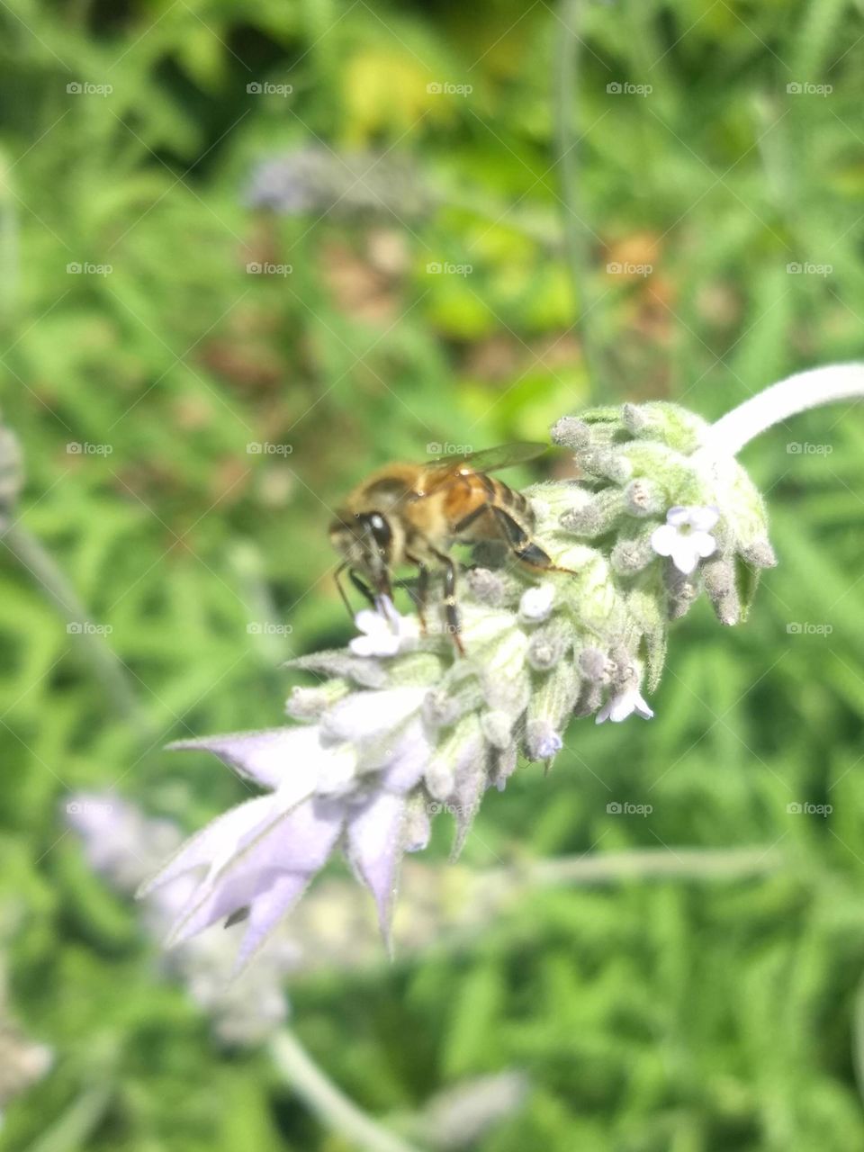 lavender and bee
