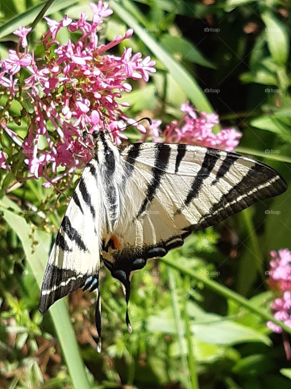 flower and butterfly