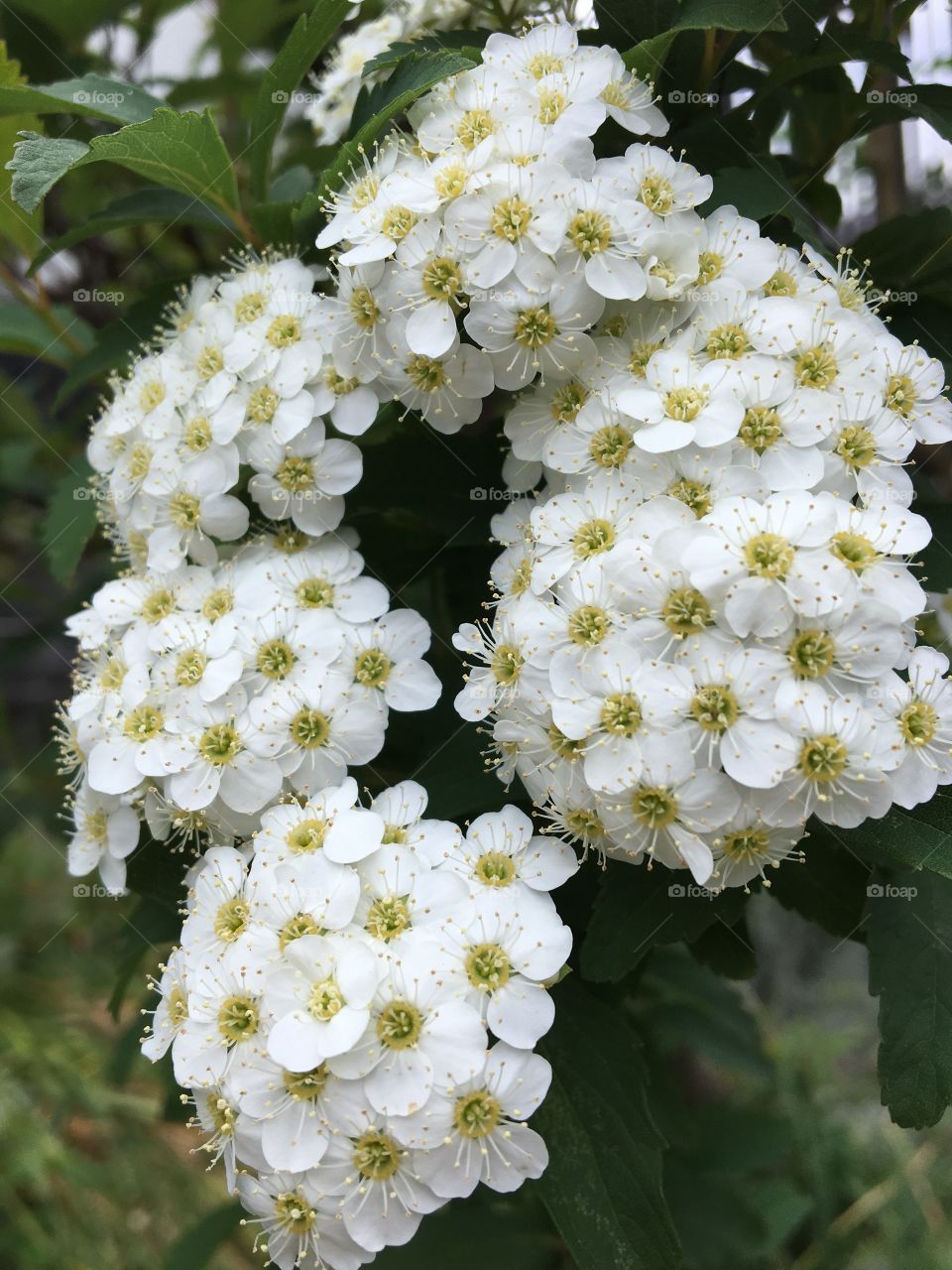 White flowers