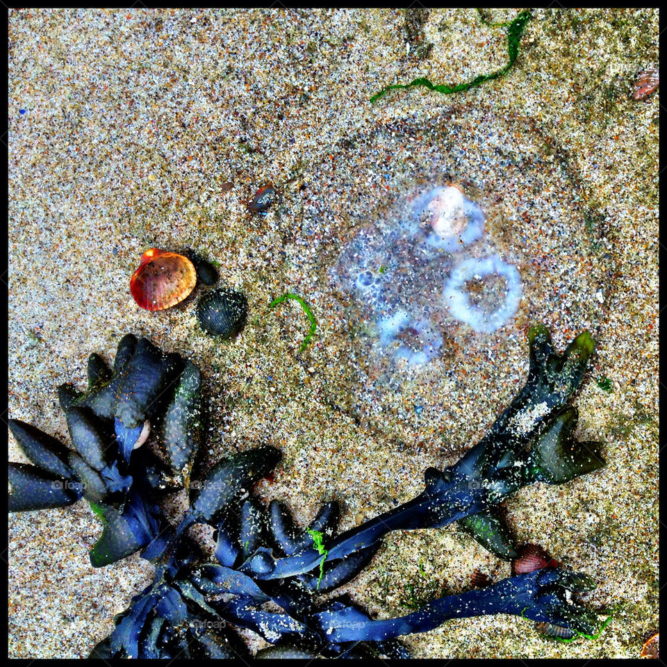 BEACHED JELLYFISH