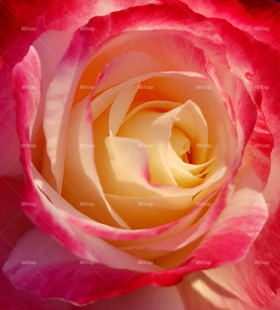 Multicolored rose close up