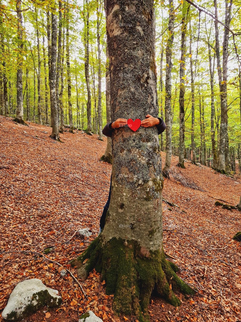 person hugs a tree