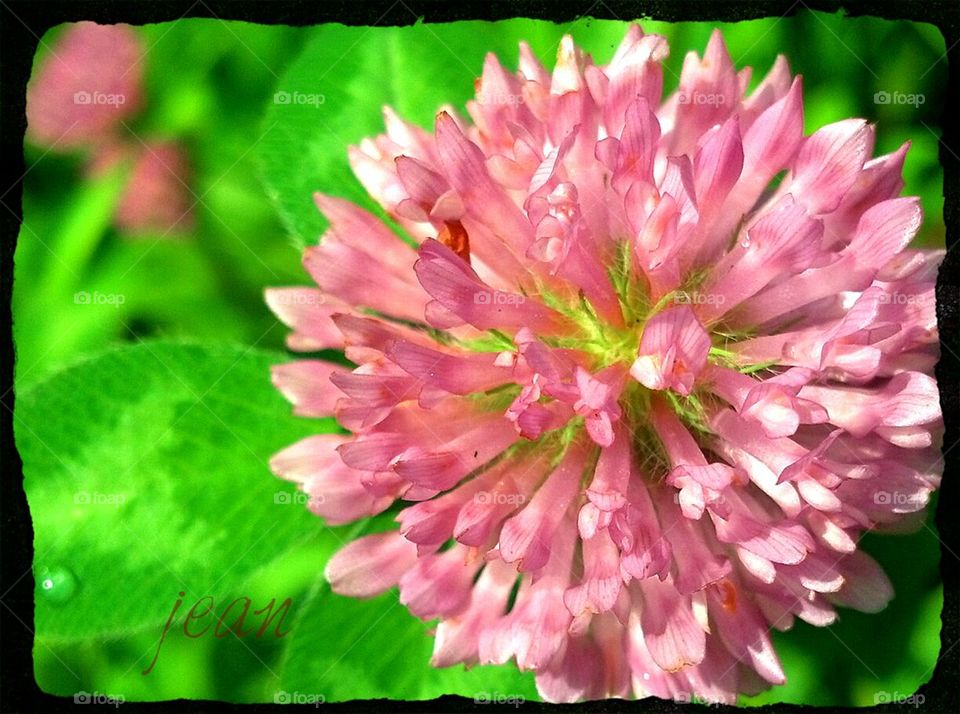 clover flower