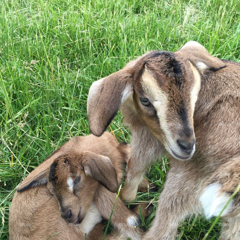 Baby goat twins