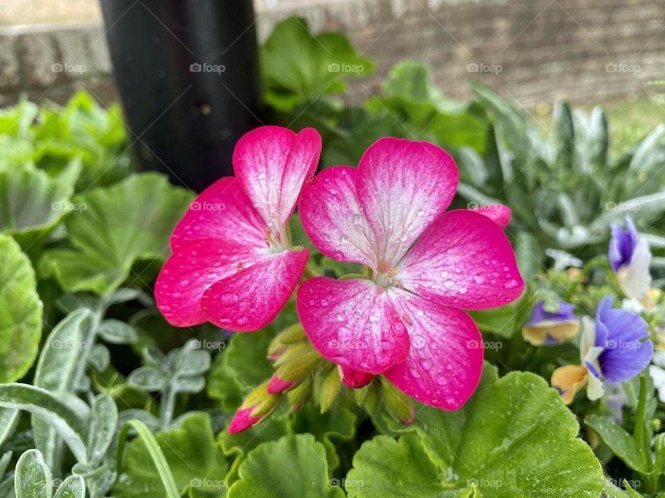 Flowers - couple