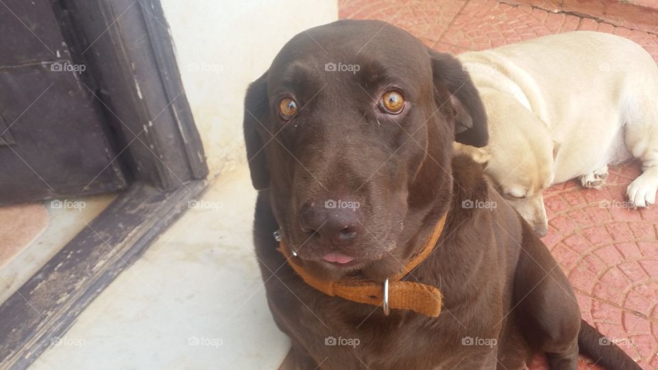 cute chocolate Labrador retriever