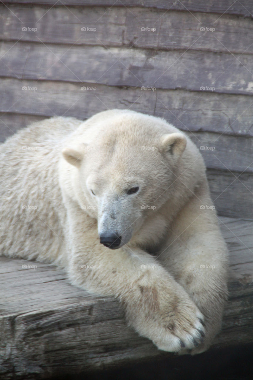 Polar bear