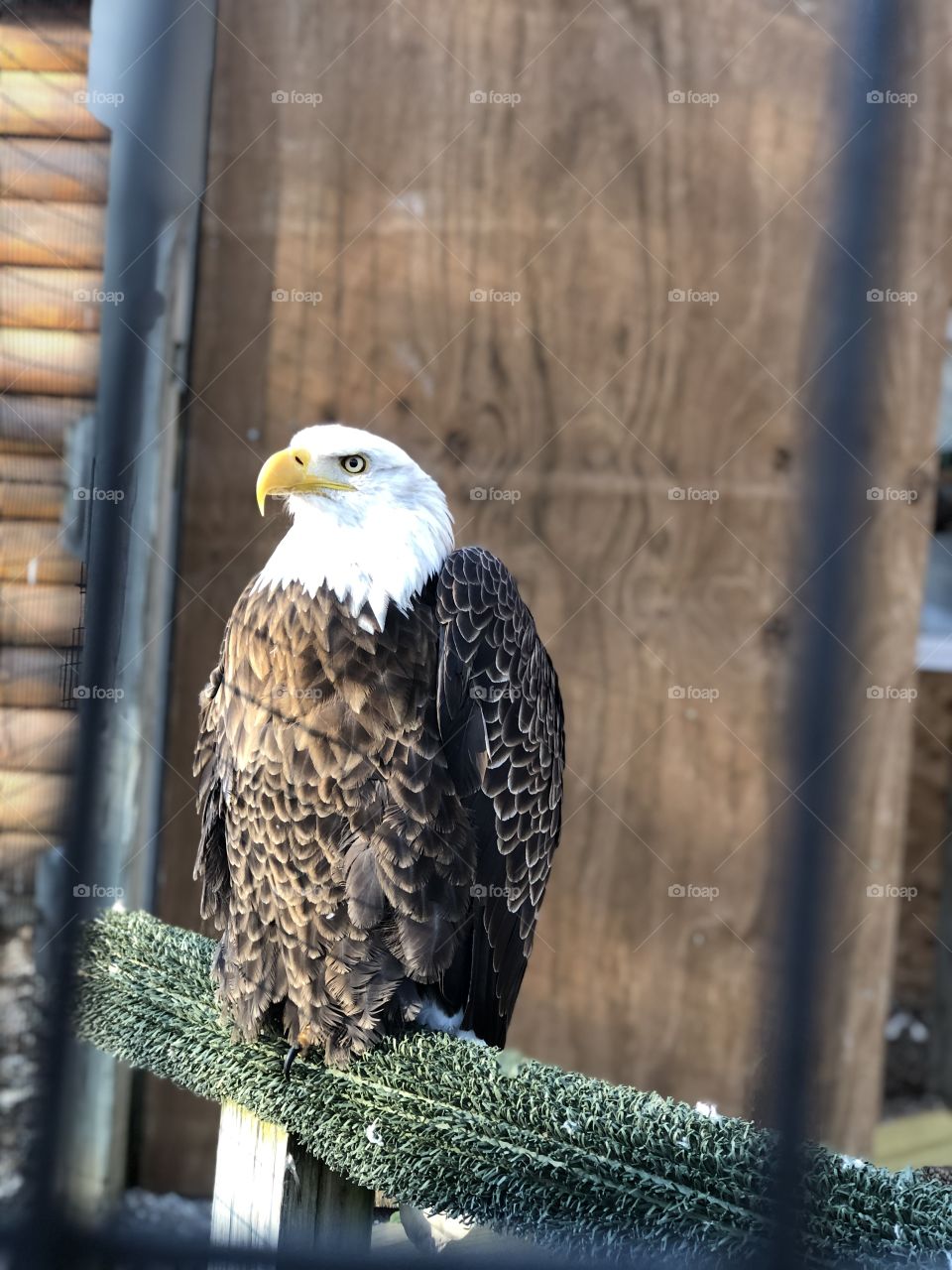 Bald eagle