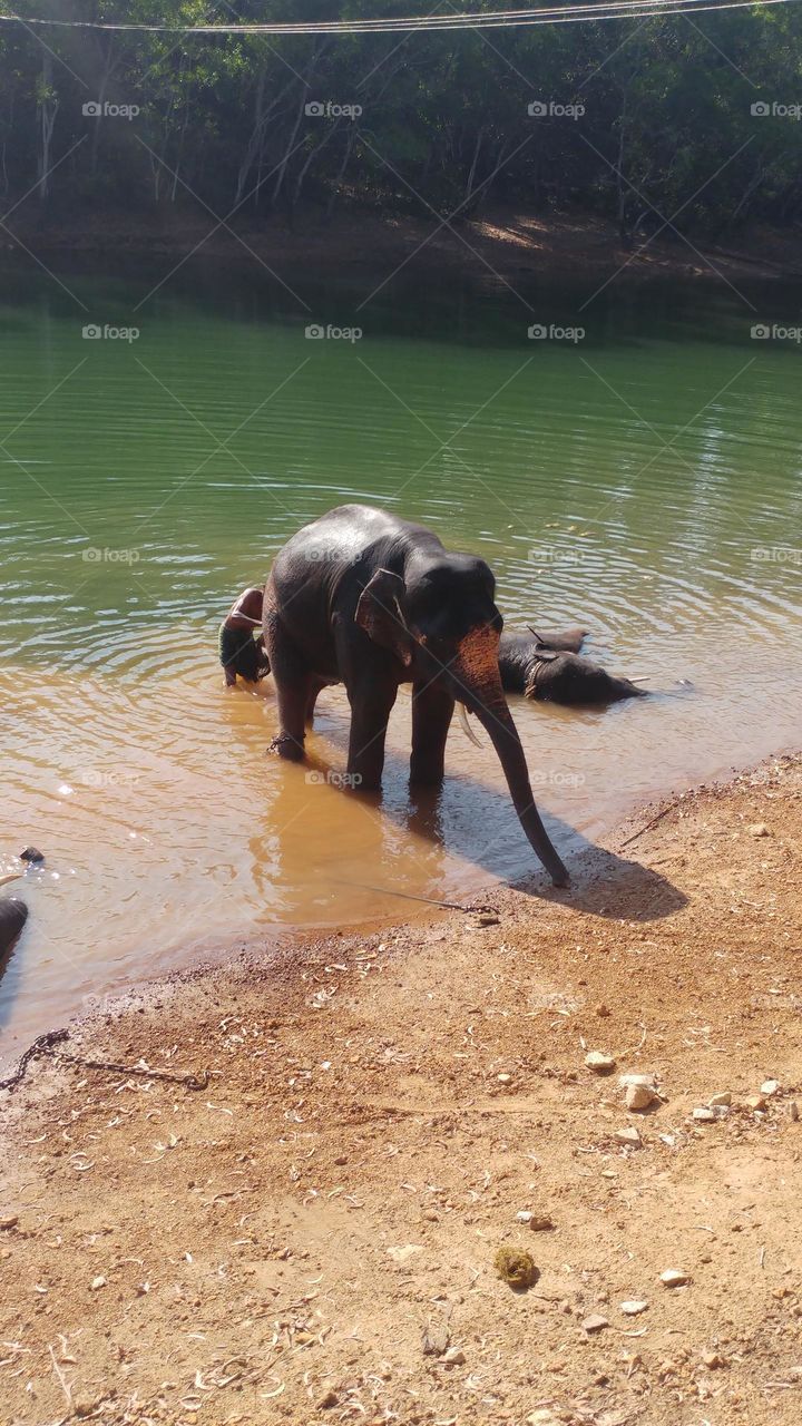 at the watering hole